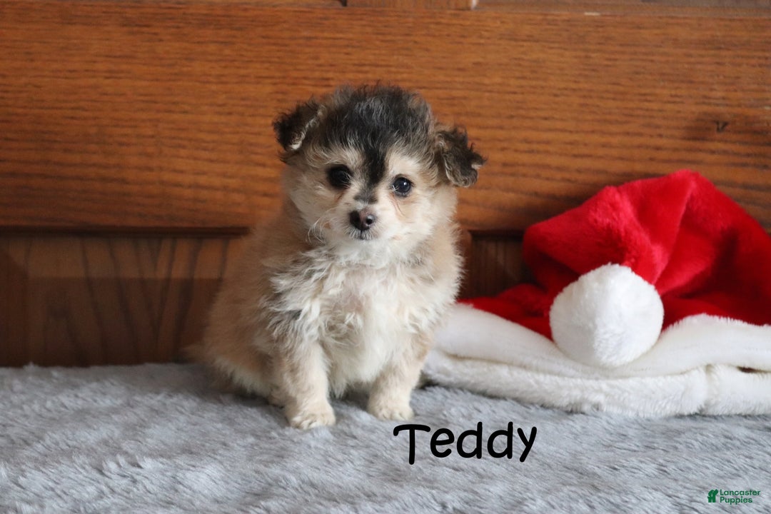 Miniature Poodle dogs for sale: Teddy - Ad 1