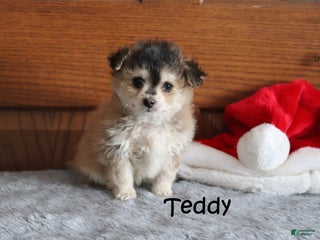 Miniature Poodle dogs Teddy - Ad 42