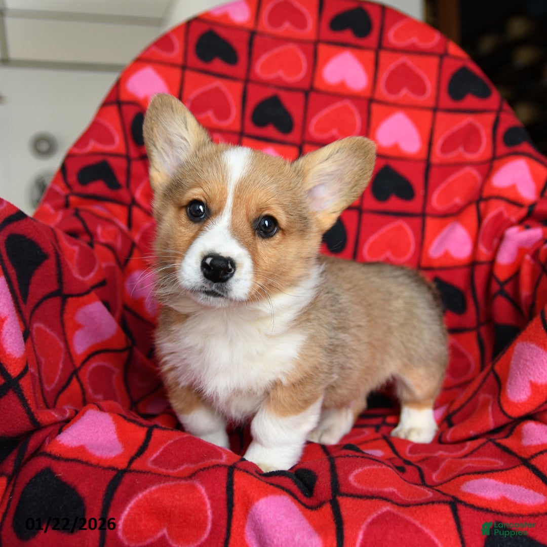 Welsh Corgi Pembroke dogs for sale: Spunky - Ad 3