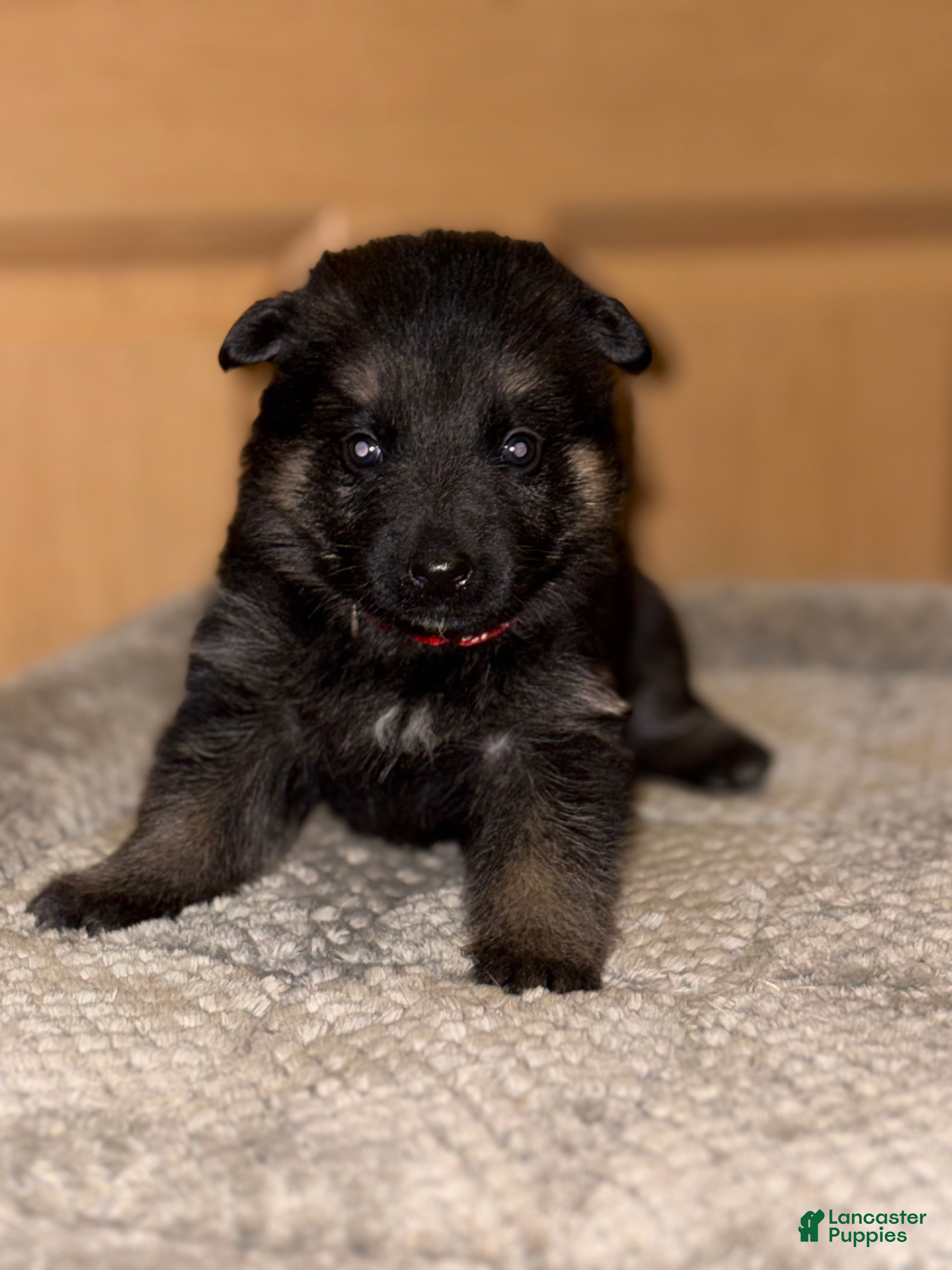 German Shepherd dogs Red Collar Female 12-30 - Ad 20