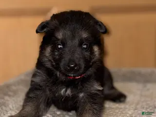 German Shepherd dogs Red Collar Female 12-30 - Ad 20