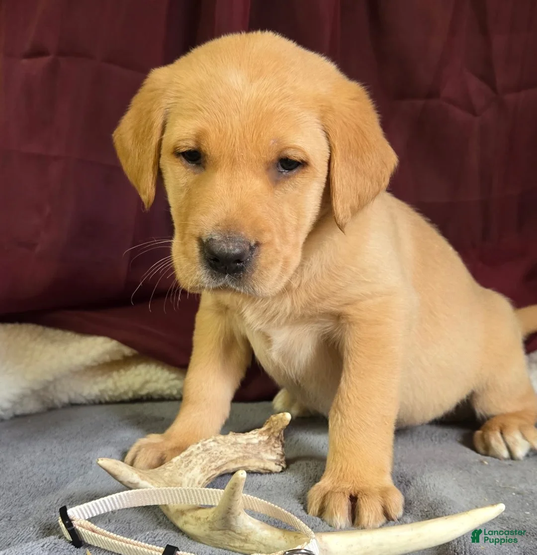 Labrador Retriever dogs for sale: Labrador Retriever Cream Collar - Ad 1