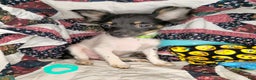 Chihuahua dogs for sale: Naate LH Tri-color - Ad 2