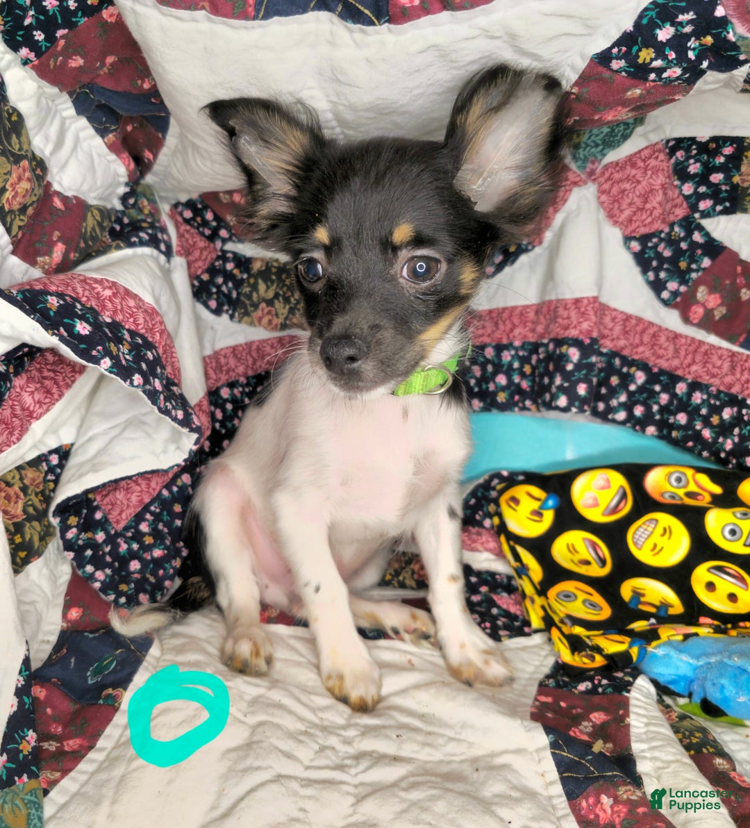 Chihuahua dogs for sale: Naate LH Tri-color - Ad 2