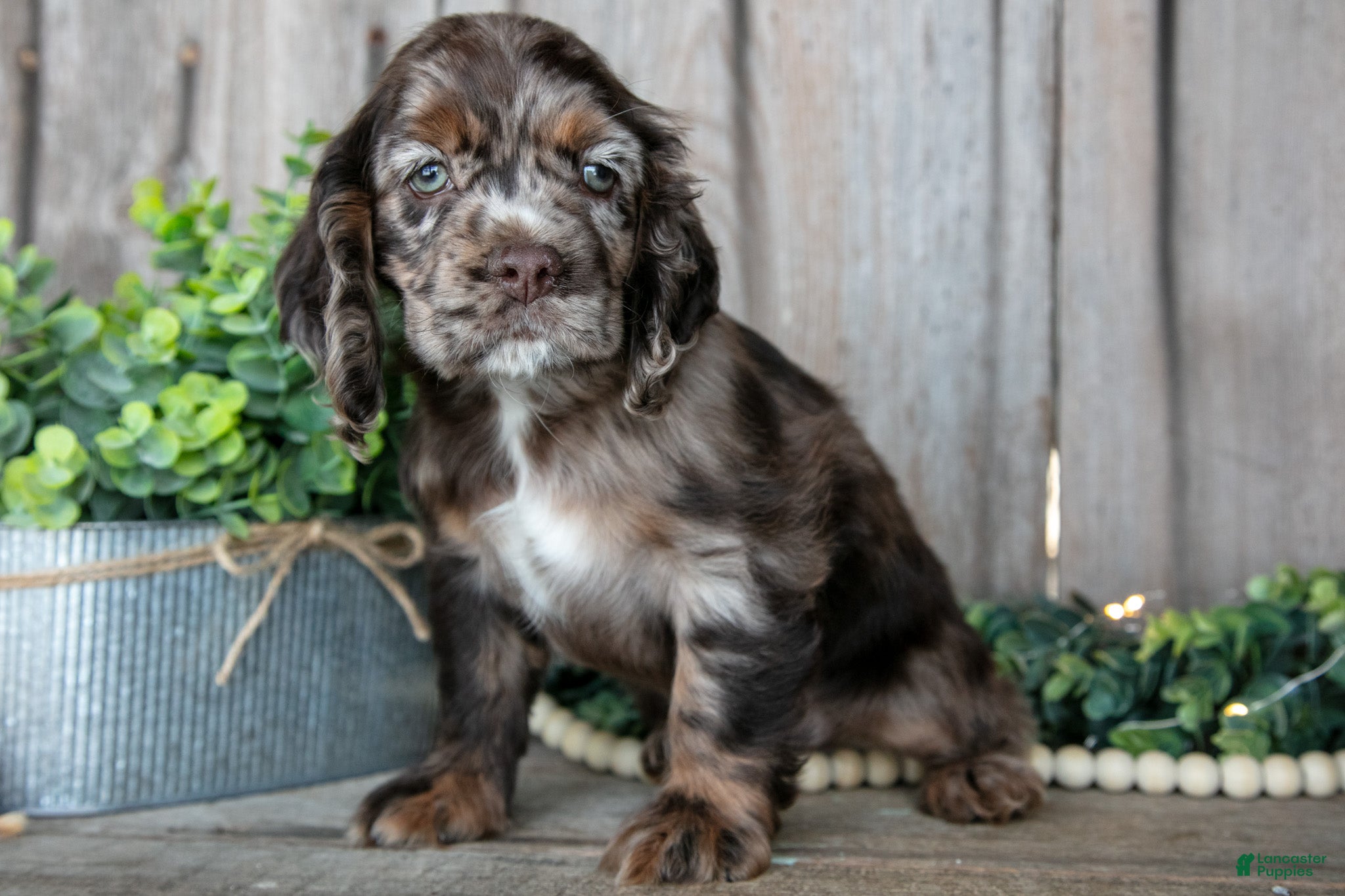 Cocker Spaniel dogs Bandit - Ad 1