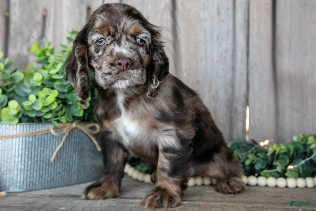 Cocker Spaniel dogs for sale: Bandit - Ad 1