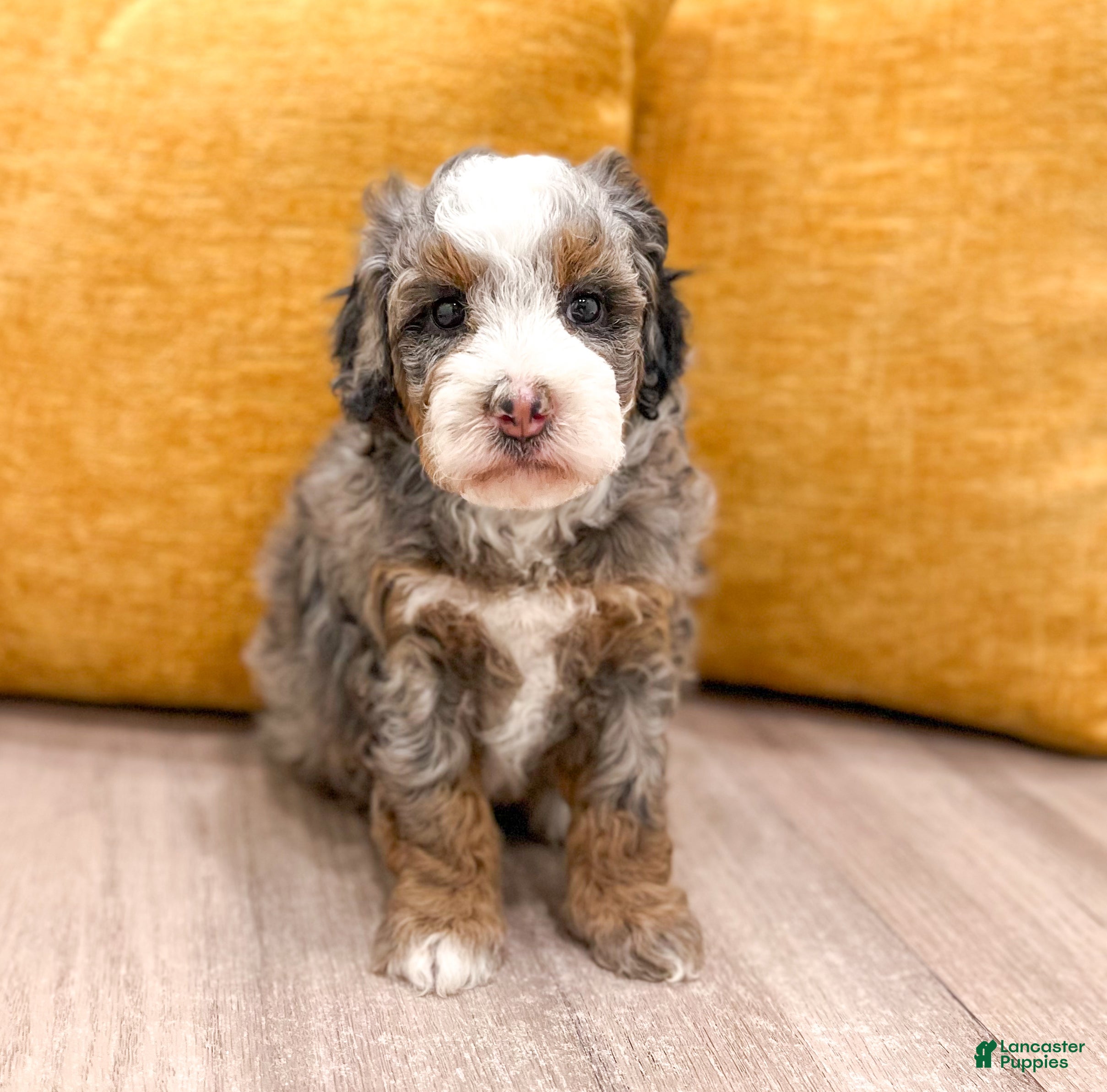 Mini Bernedoodle dogs Annie - Micro Mini - Ad 1