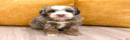 Mini Bernedoodle dogs for sale: Annie - Micro Mini - Ad 1