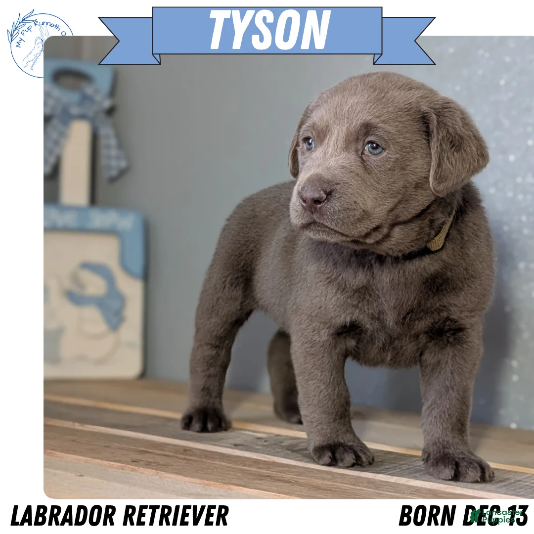 Labrador Retriever dogs for sale: Tyson - Ad 1
