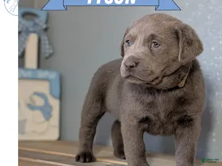 Labrador Retriever dogs Tyson - Ad 11