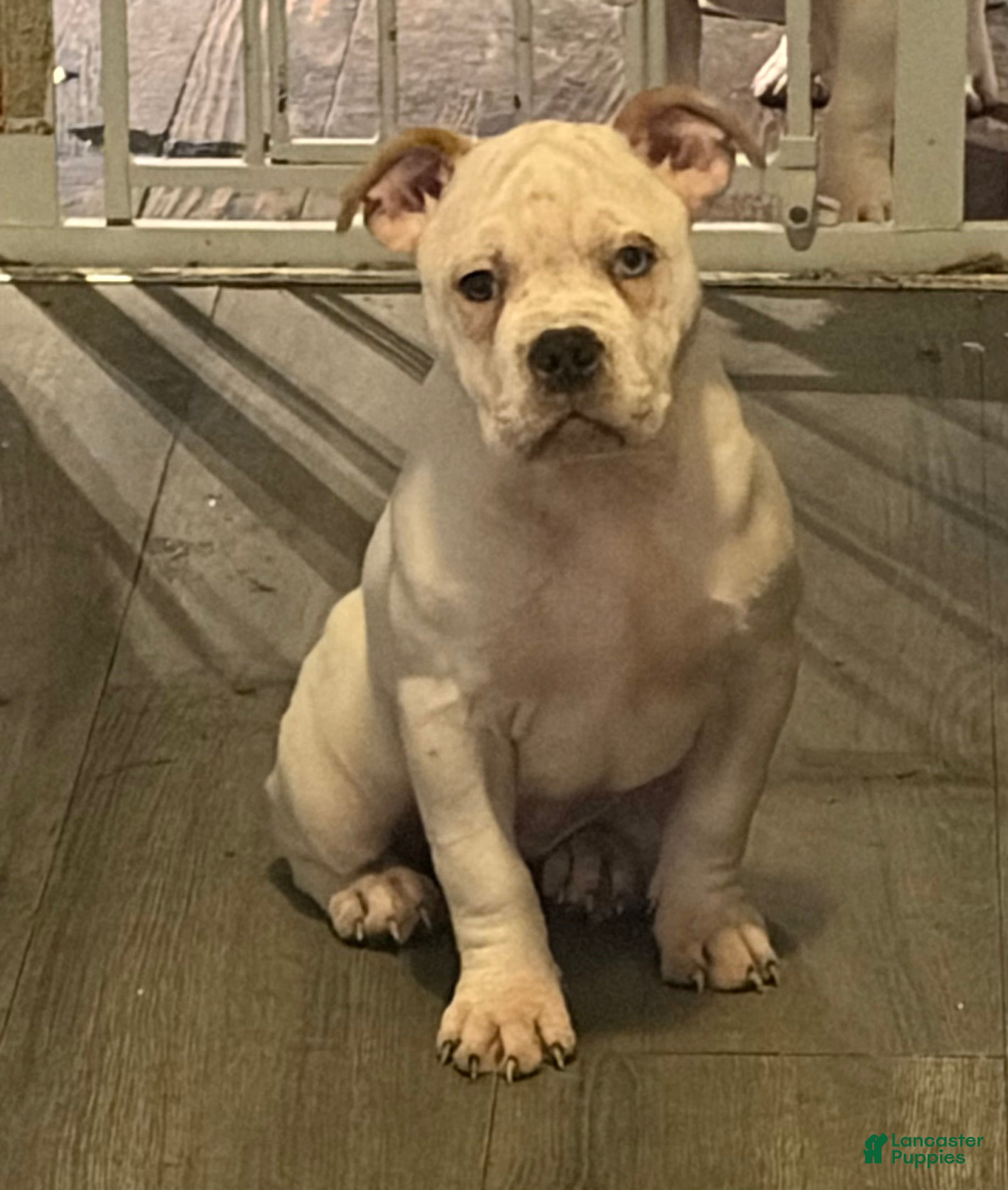 American Bully dogs BG - Ad 39