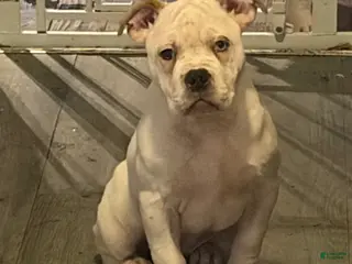 American Bully dogs BG - Ad 2