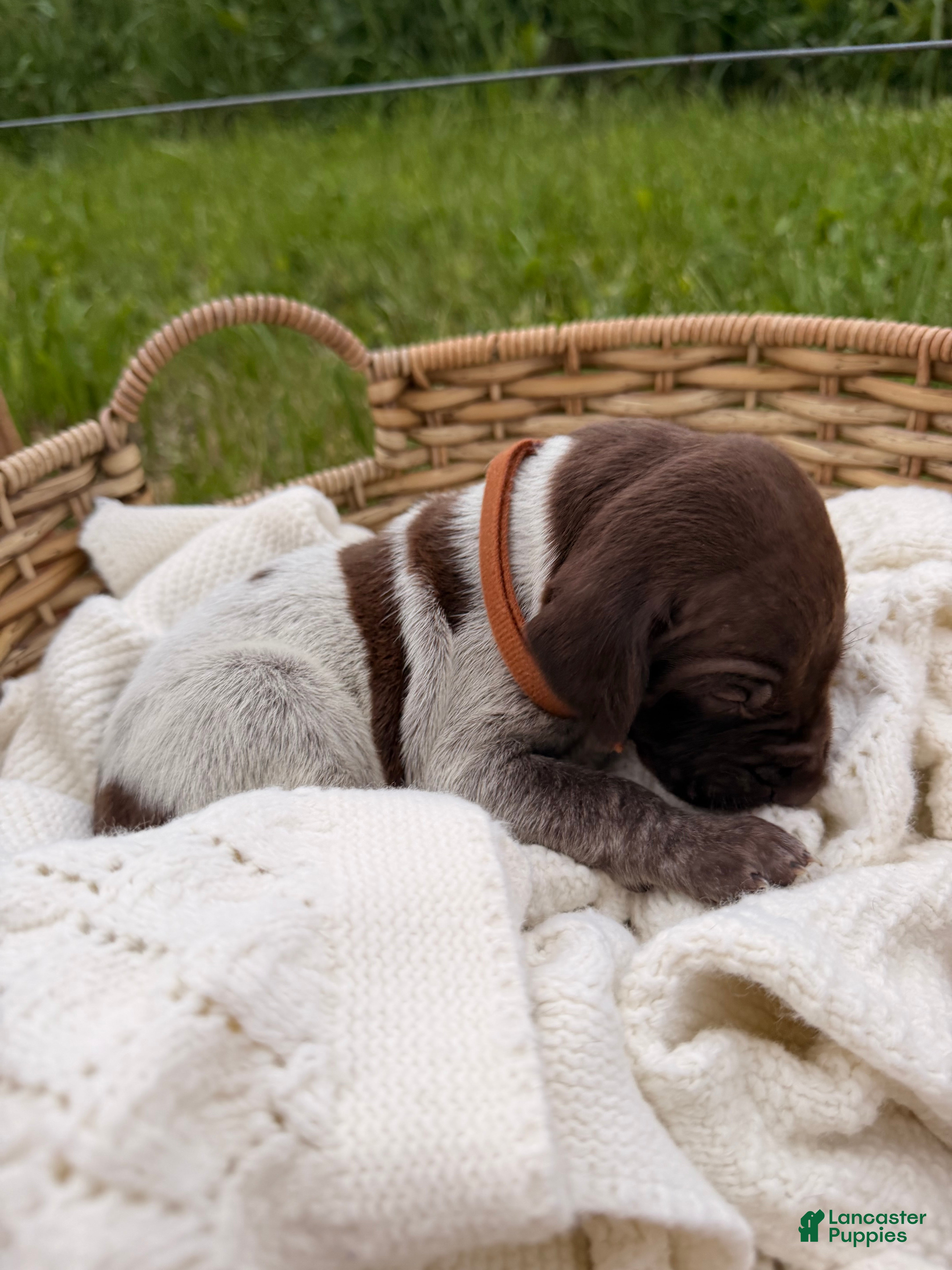 German Shorthaired Pointer dogs Fields  - Ad 1