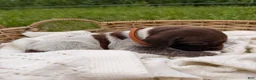 German Shorthaired Pointer dogs for sale: Fields  - Ad 1