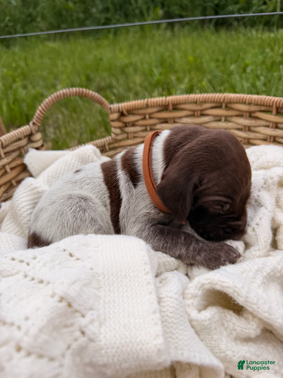 German Shorthaired Pointer dogs for sale: Fields  - Ad 1