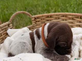German Shorthaired Pointer dogs for sale: Fields - Ad 4