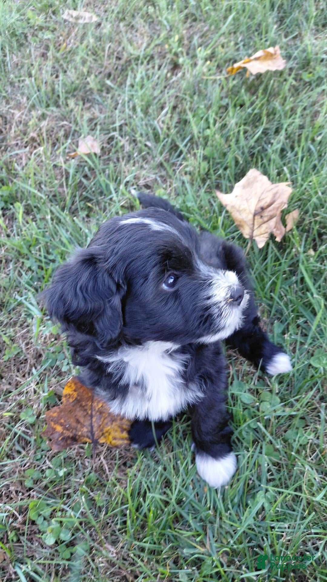 Mini Goldendoodle dogs Mountain Goldendoodle - Dash - Ad 2
