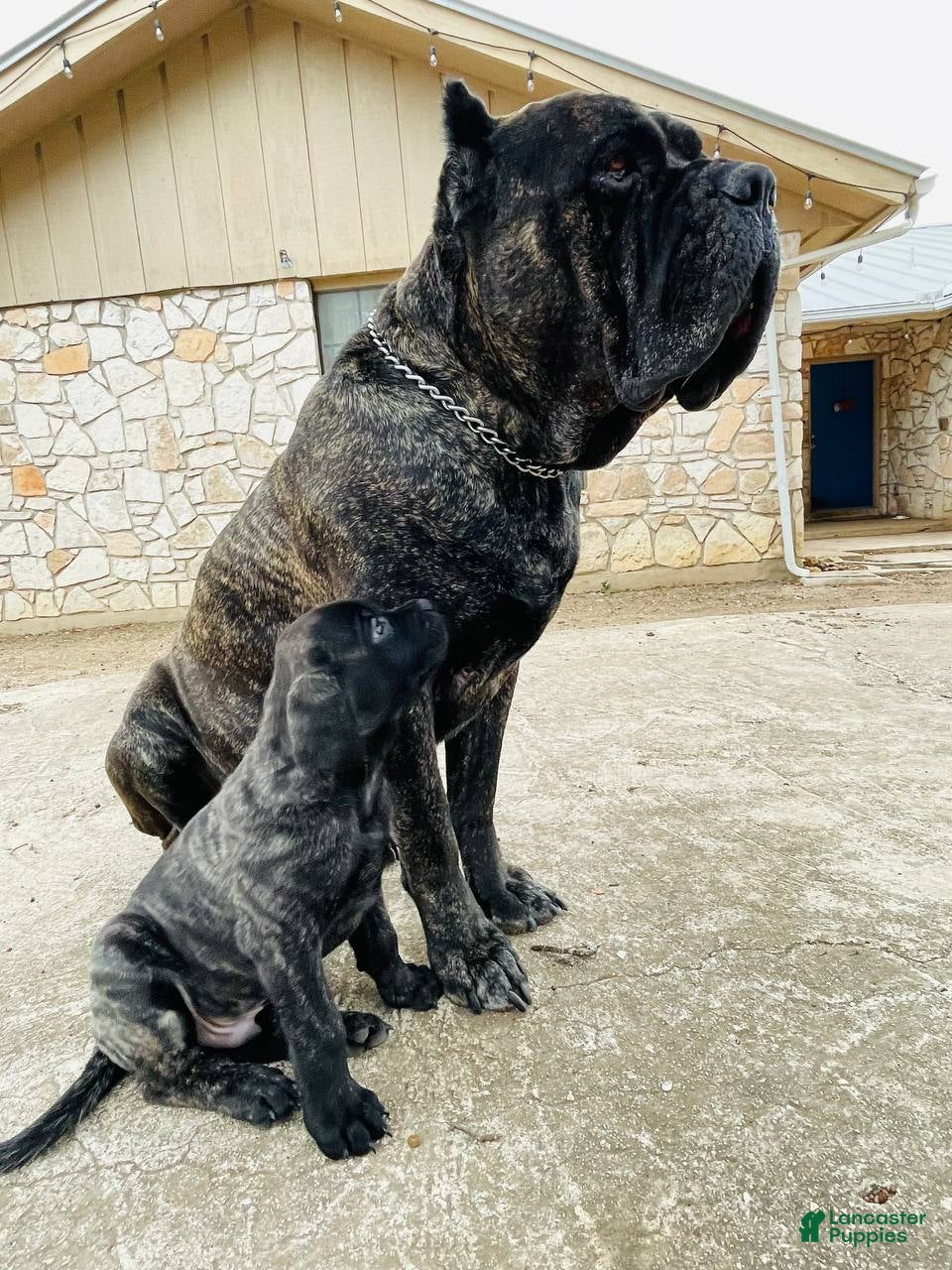 Cane Corso dogs Cane Corso Puppy 1 - Ad 1