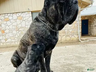 Cane Corso dogs Cane Corso Puppy 1 - Ad 1