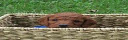 Mini Goldendoodle dogs for sale: Twix - Ad 4