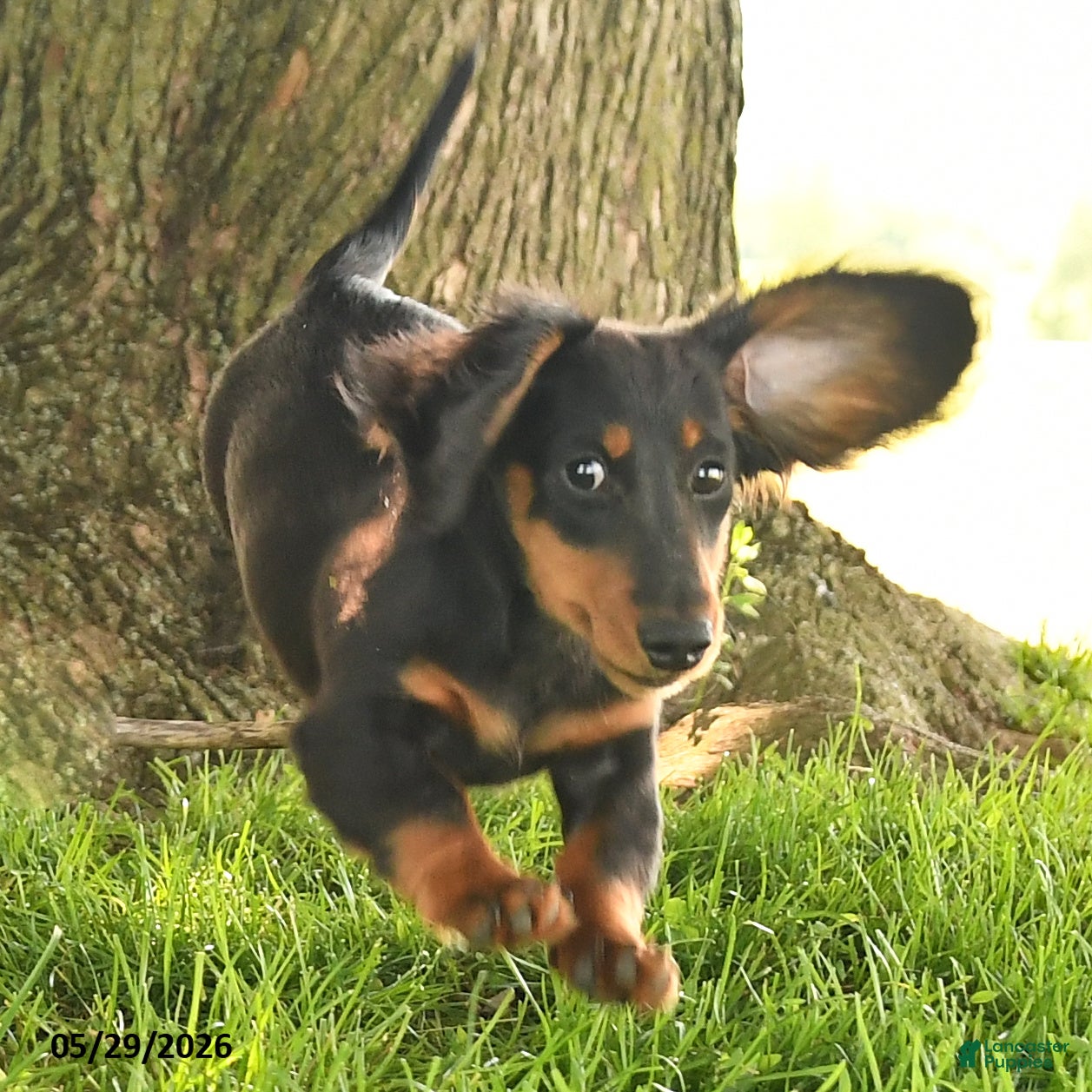 Miniature Dachshund dogs Indy - Ad 2