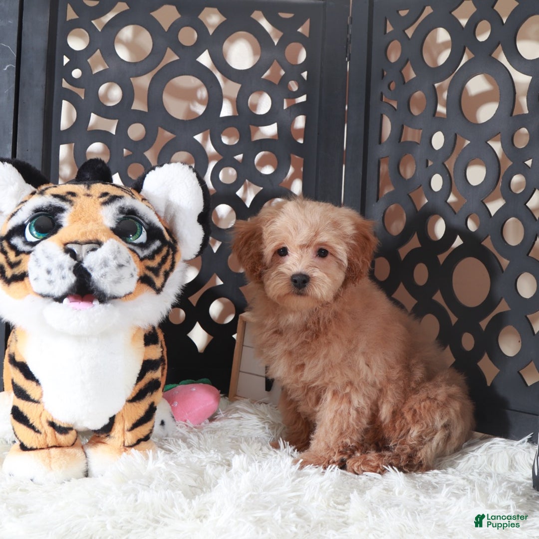 Maltipoo dogs for sale: Maltipoo Puppy Luna - Ad 5