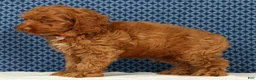 Cockapoo dogs for sale: Barney - Ad 6