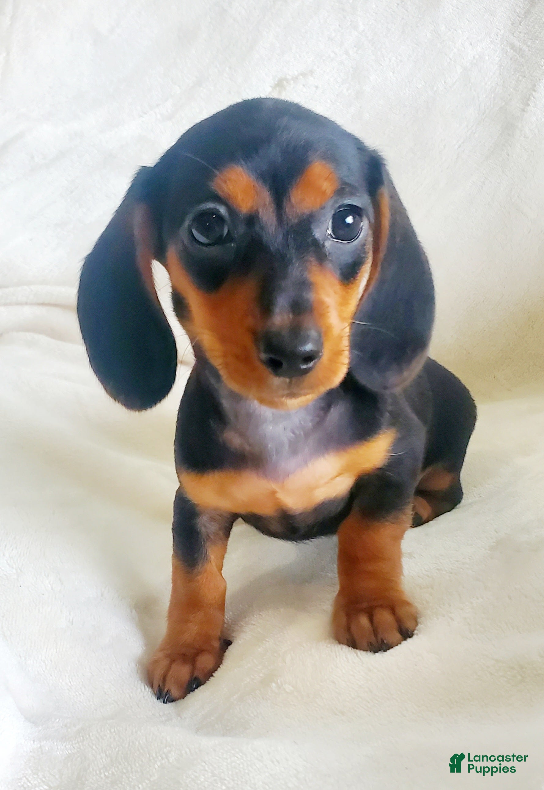 Miniature Dachshund dogs Jelly Bean - Ad 12