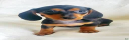 Miniature Dachshund dogs for sale: Jelly Bean - Ad 1