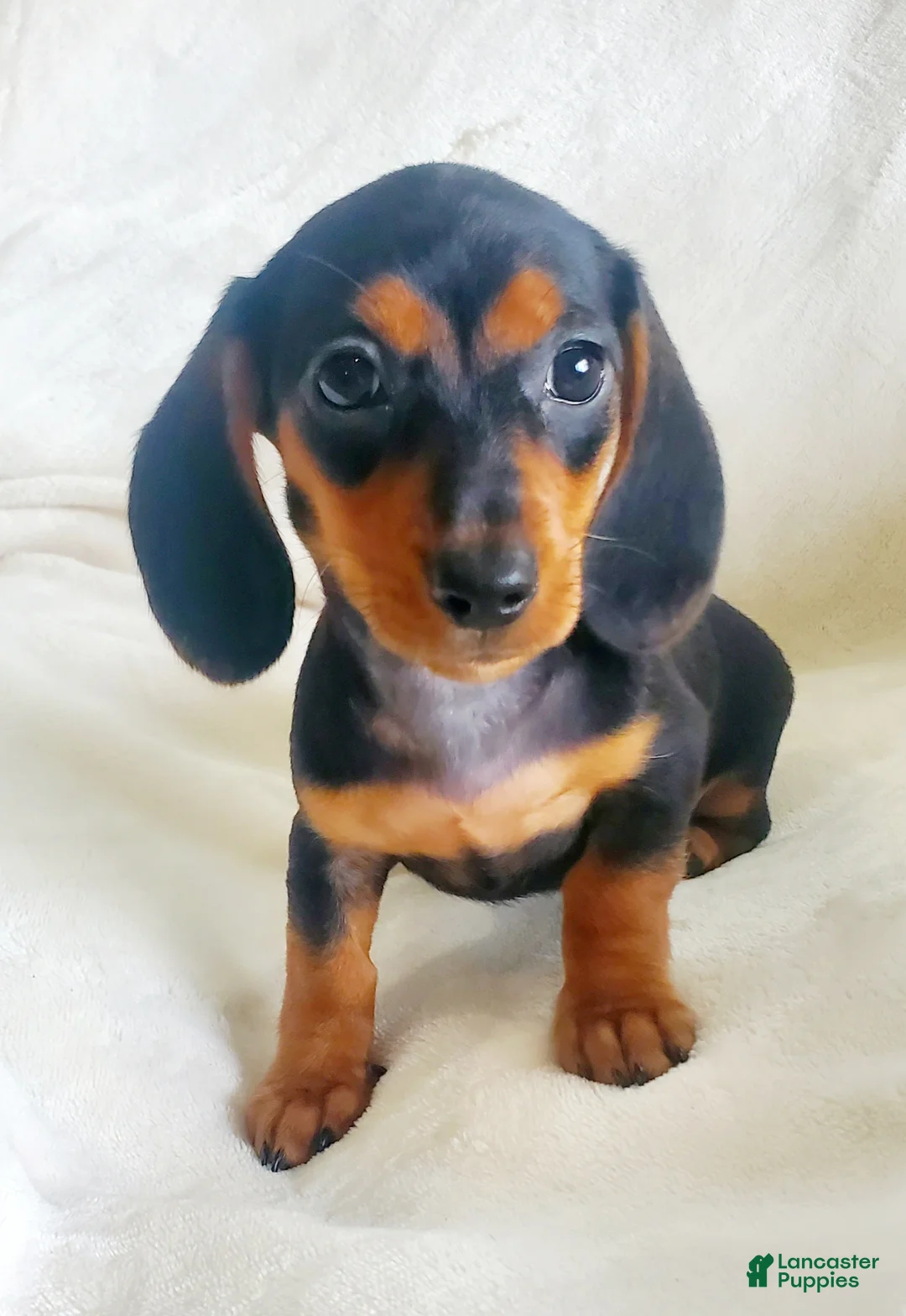 Miniature Dachshund dogs for sale: Jelly Bean - Ad 1