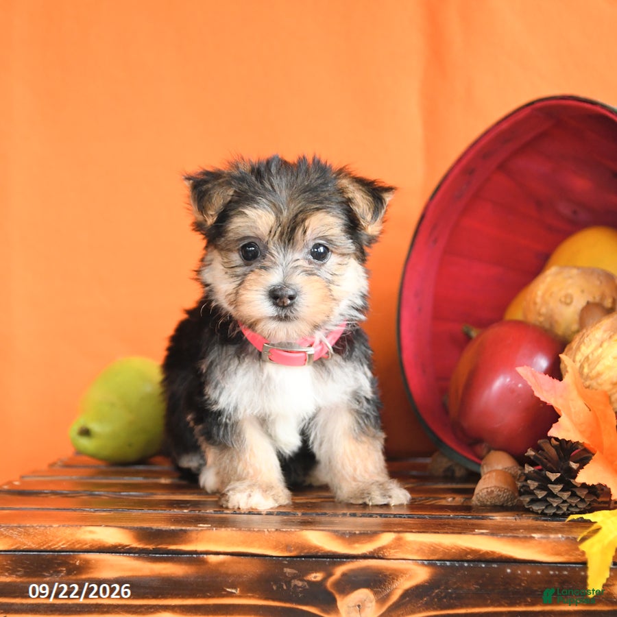 Morkie dogs Cinnamon - Ad 2