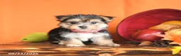 Morkie dogs for sale: Cinnamon - Ad 2