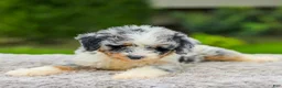 Mini Aussiedoodle dogs for sale: Baxter - Ad 3
