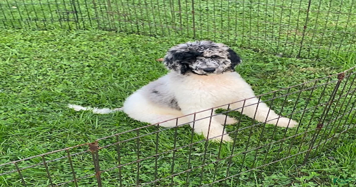 Standard Poodle Puppies for sale in Richmond, Virginia | Lancaster Puppies