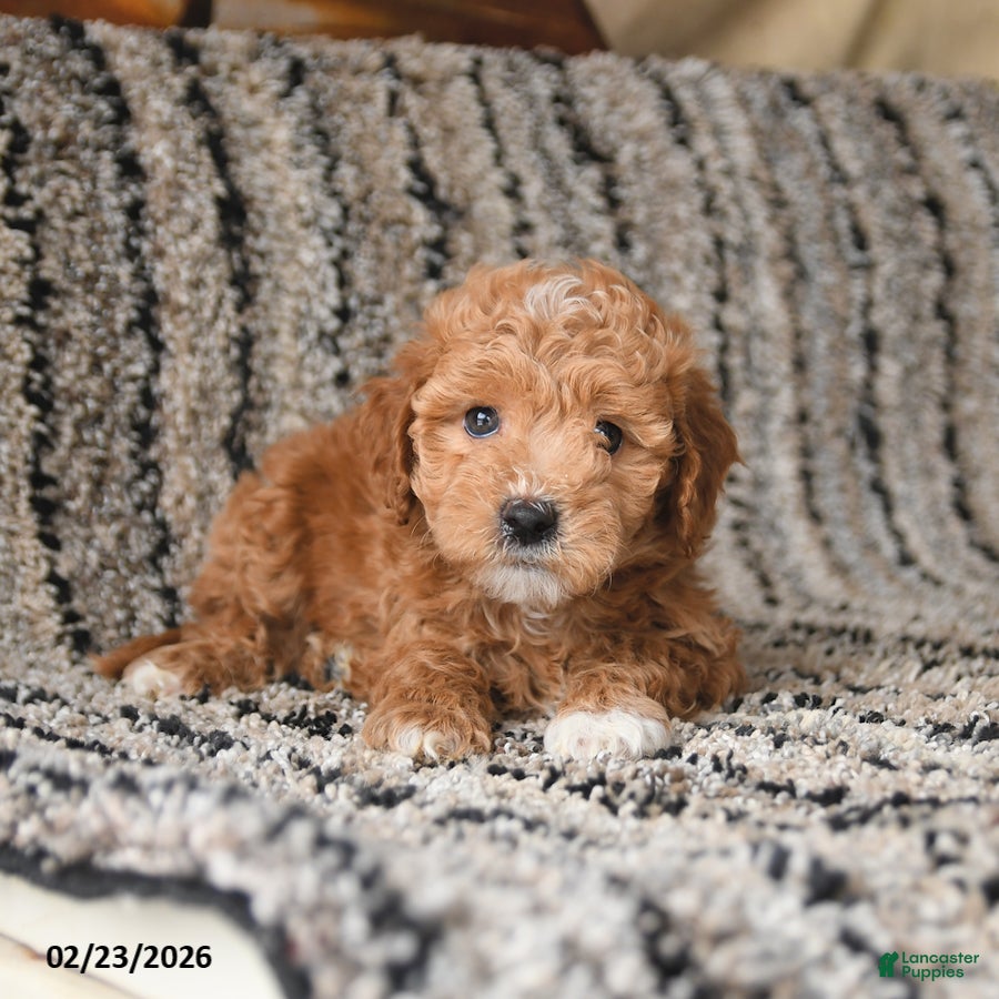 Bichpoo dogs Freddie - Ad 1