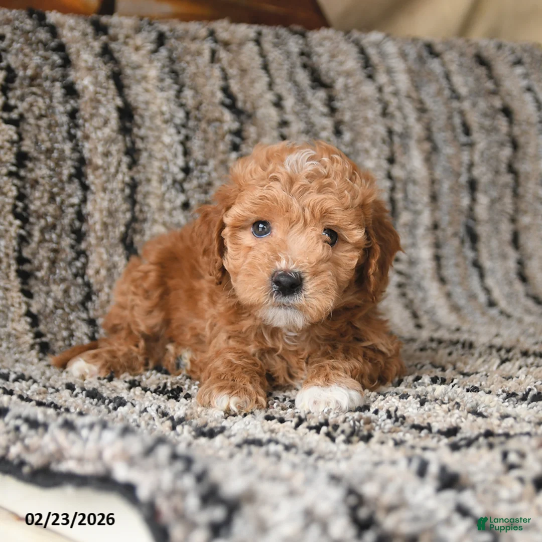 Bichpoo dogs for sale: Freddie - Ad 1