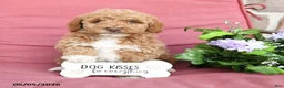Miniature Poodle dogs for sale: Lollipop - Ad 1