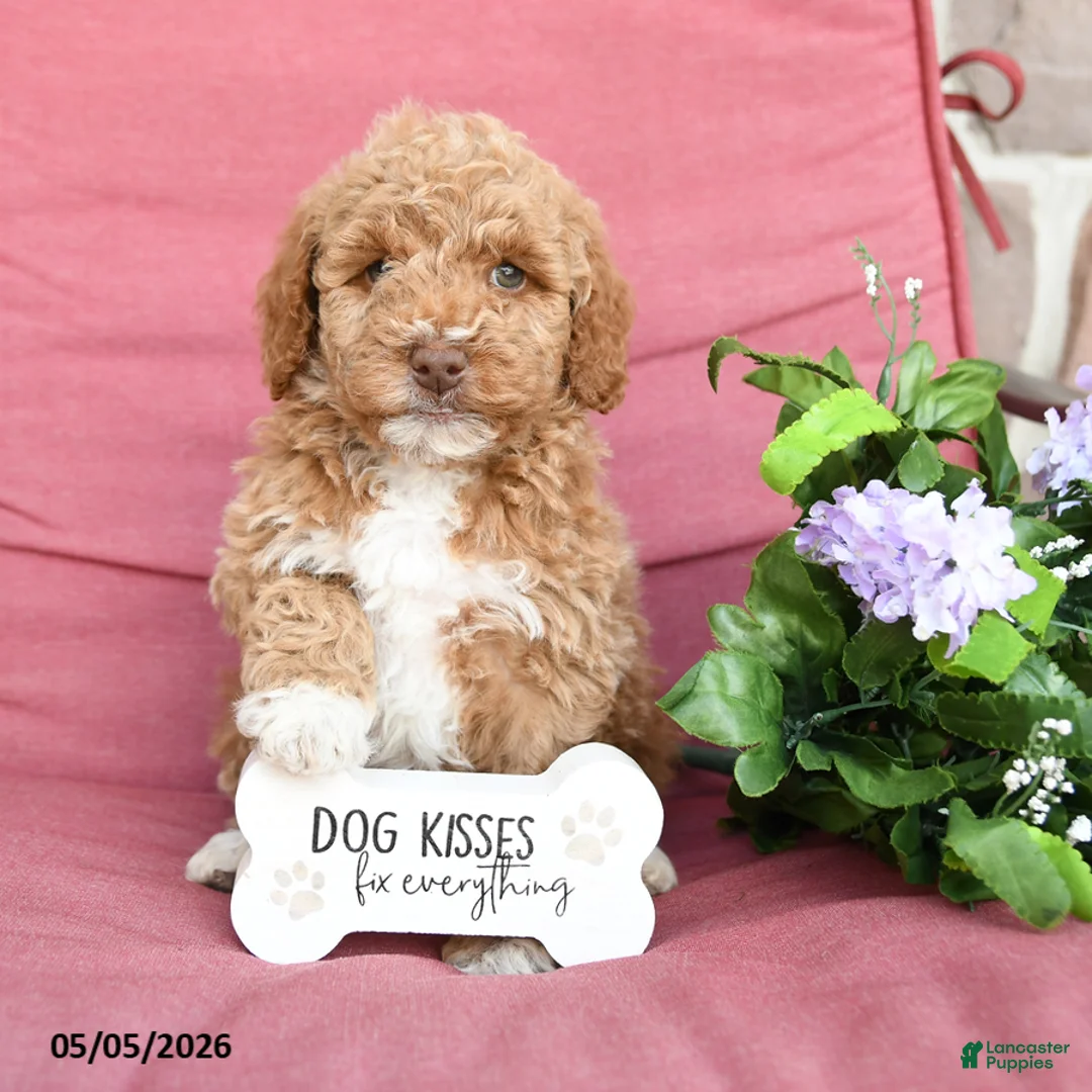 Miniature Poodle dogs for sale: Lollipop - Ad 1