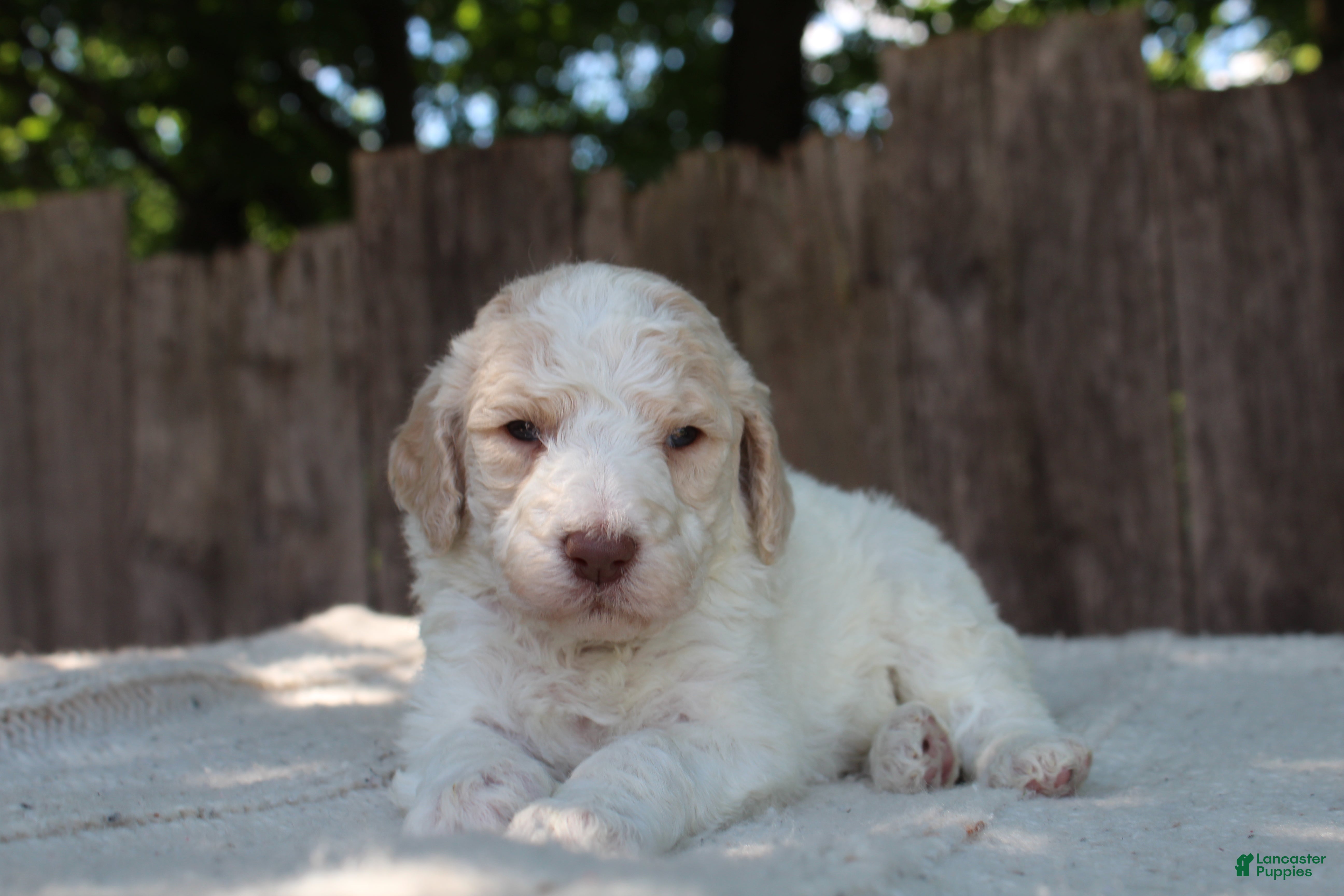 Standard Poodle dogs for sale: Pebble AKC Standard Poodle - Ad 4