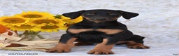 Doberman Pinscher dogs for sale: Kendra - Ad 4