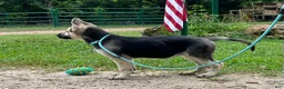 German Shepherd dogs for sale: Brooklynn  - Ad 7
