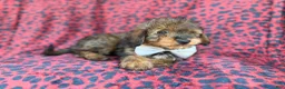 Mini Aussiedoodle dogs for sale: Oscar - Ad 7
