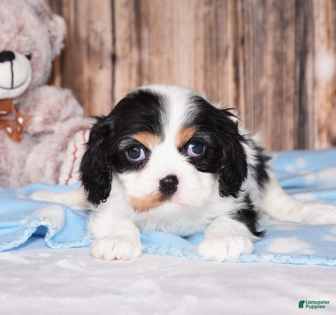 Cavalier King Charles Spaniel dogs for sale: Destiny - Ad 1