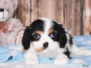 Cavalier King Charles Spaniel dogs Destiny - Ad 38