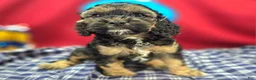Cockapoo dogs for sale: Batty - Ad 10