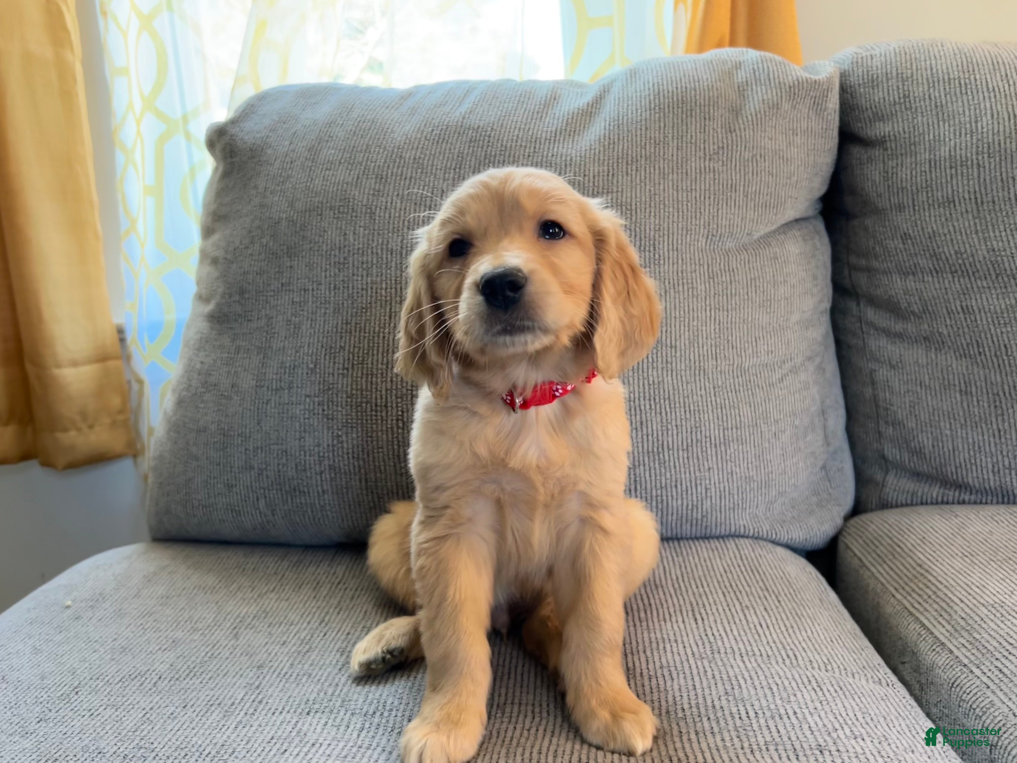 Golden Retriever dogs Leo - Ad 1