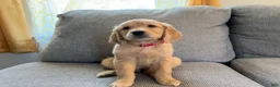 Golden Retriever dogs for sale: Leo - Ad 1
