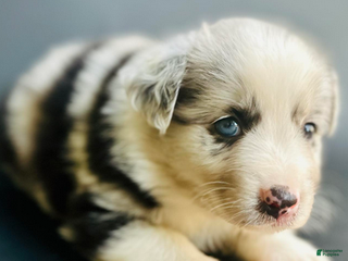 Mixed Breed dogs Clark - Ad 4