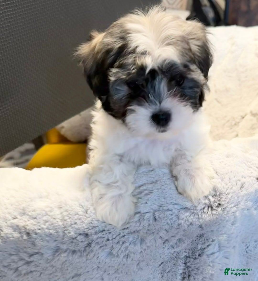 Mixed Breed dogs for sale: Lhatese Breed “Diva” - Ad 10