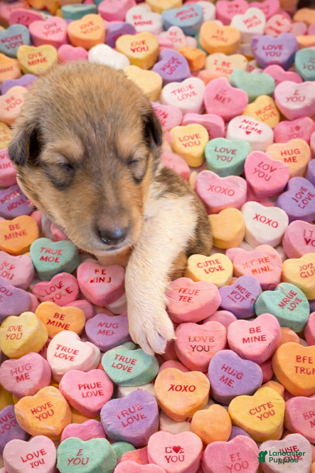 Collie dogs Jeff - Ad 1